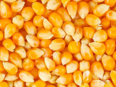 فروش بذر ذرت