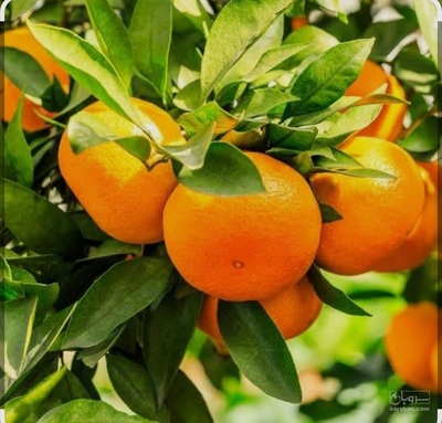 فروش نارنگی ژاپنی