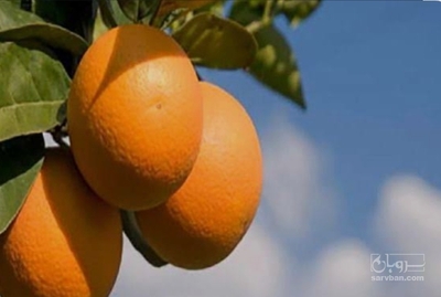 فروش پرتقال تامسون
