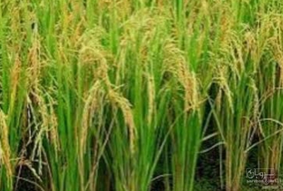 فروش شالی برنج طارم هاشمی