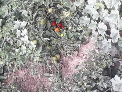 فروش گوجه فرنگی