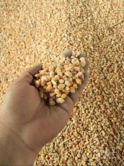 فروش ذرت