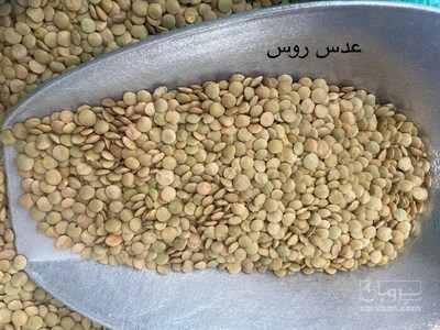 فروش عدس