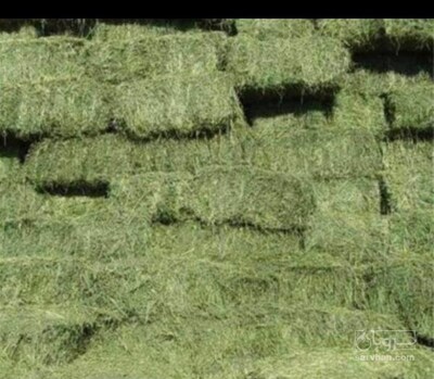 فروش یونجه