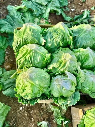 فروش کاهو ایسبرگ - آیسبرگ