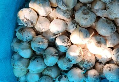 فروش موسیر
