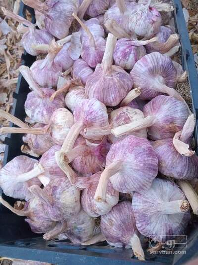 فروش سیر