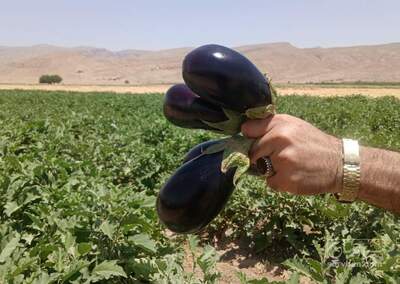 فروش بادمجان