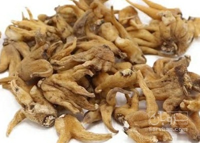 فروش ثعلب پنجه ایی