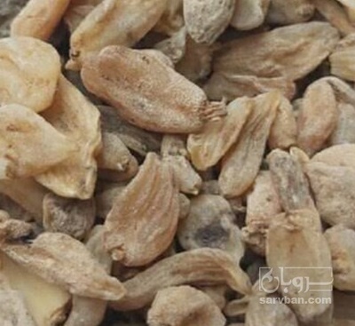 فروش ثعلب قلوه ایی