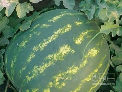 فروش هندوانه