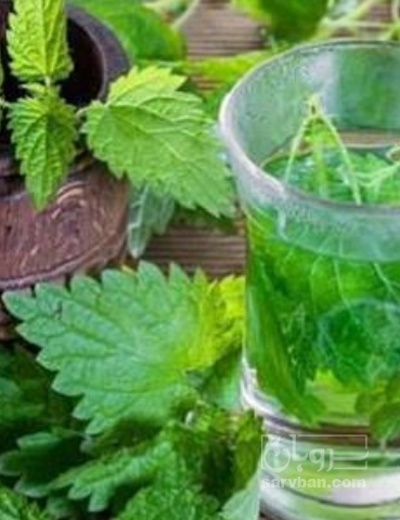فروش عرق گزنه