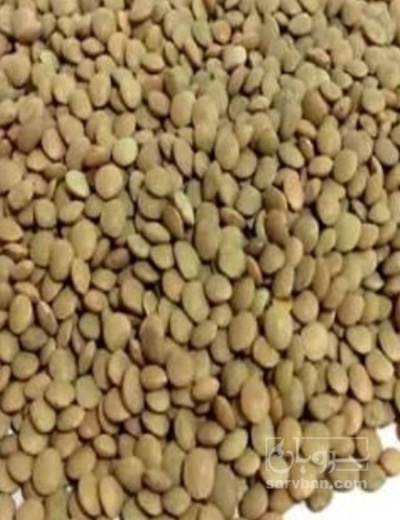 فروش عدس