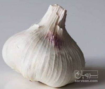 فروش سیر