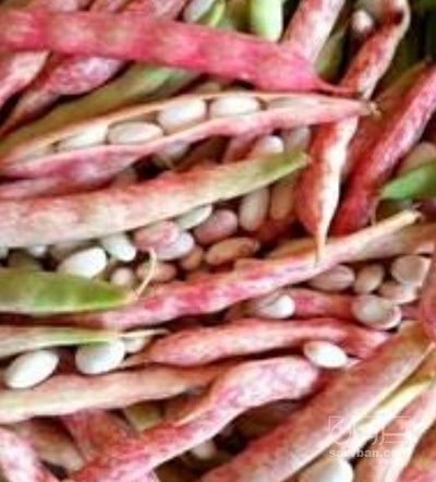 فروش لوبیا چیتی