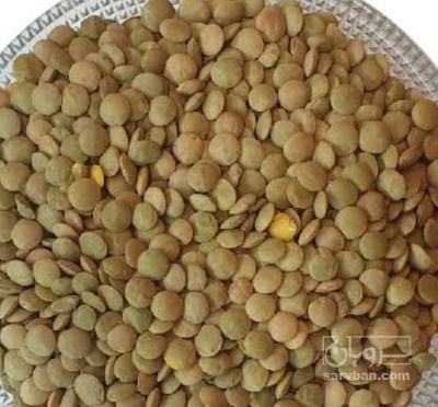 فروش عدس