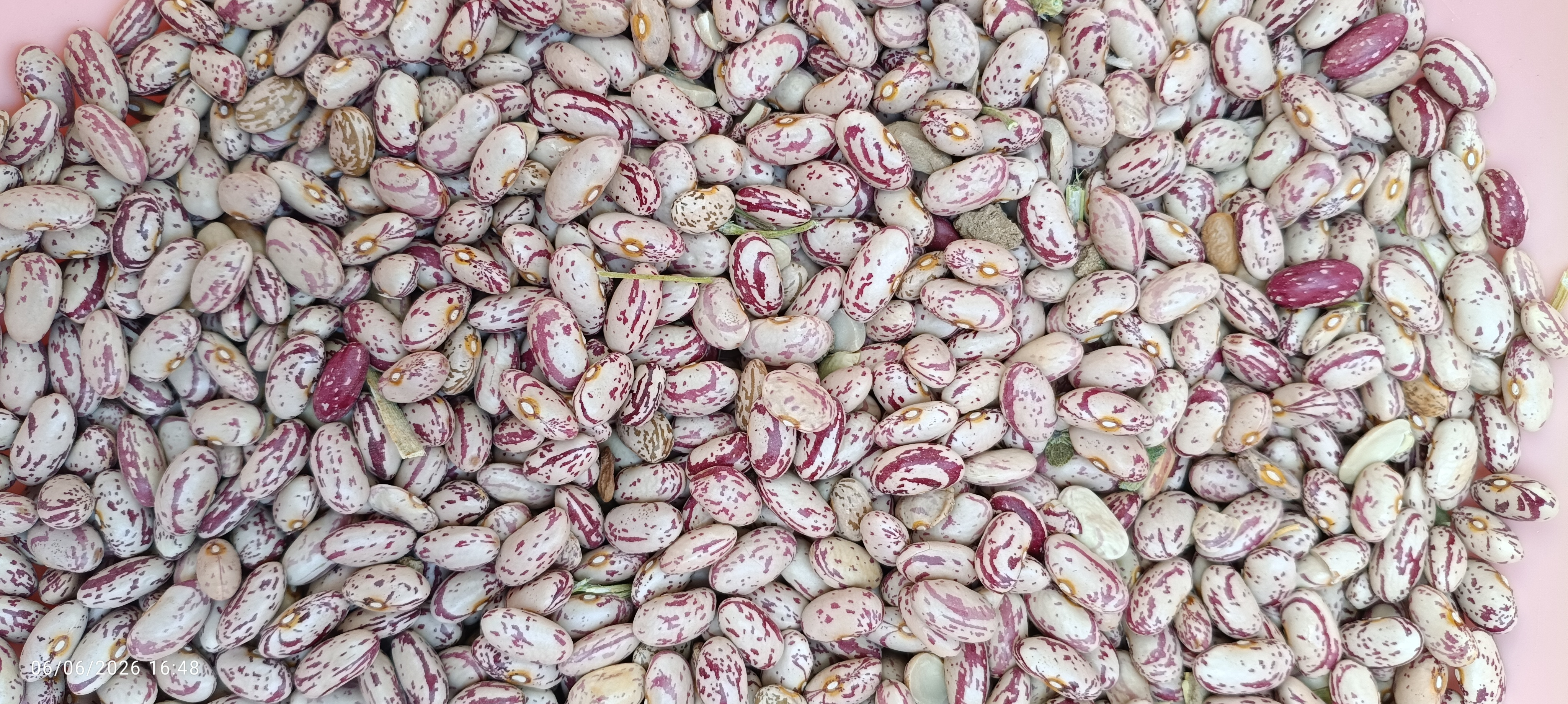 فروش لوبیا چیتی
