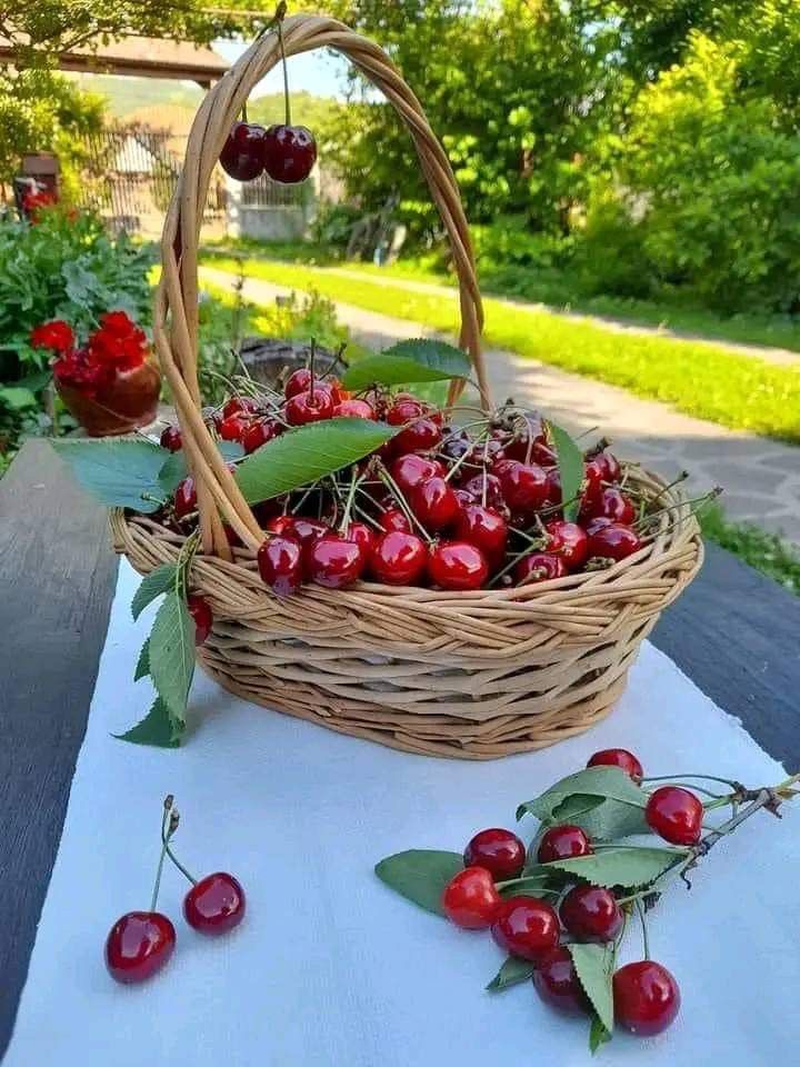 فروش گیلاس فرنگی