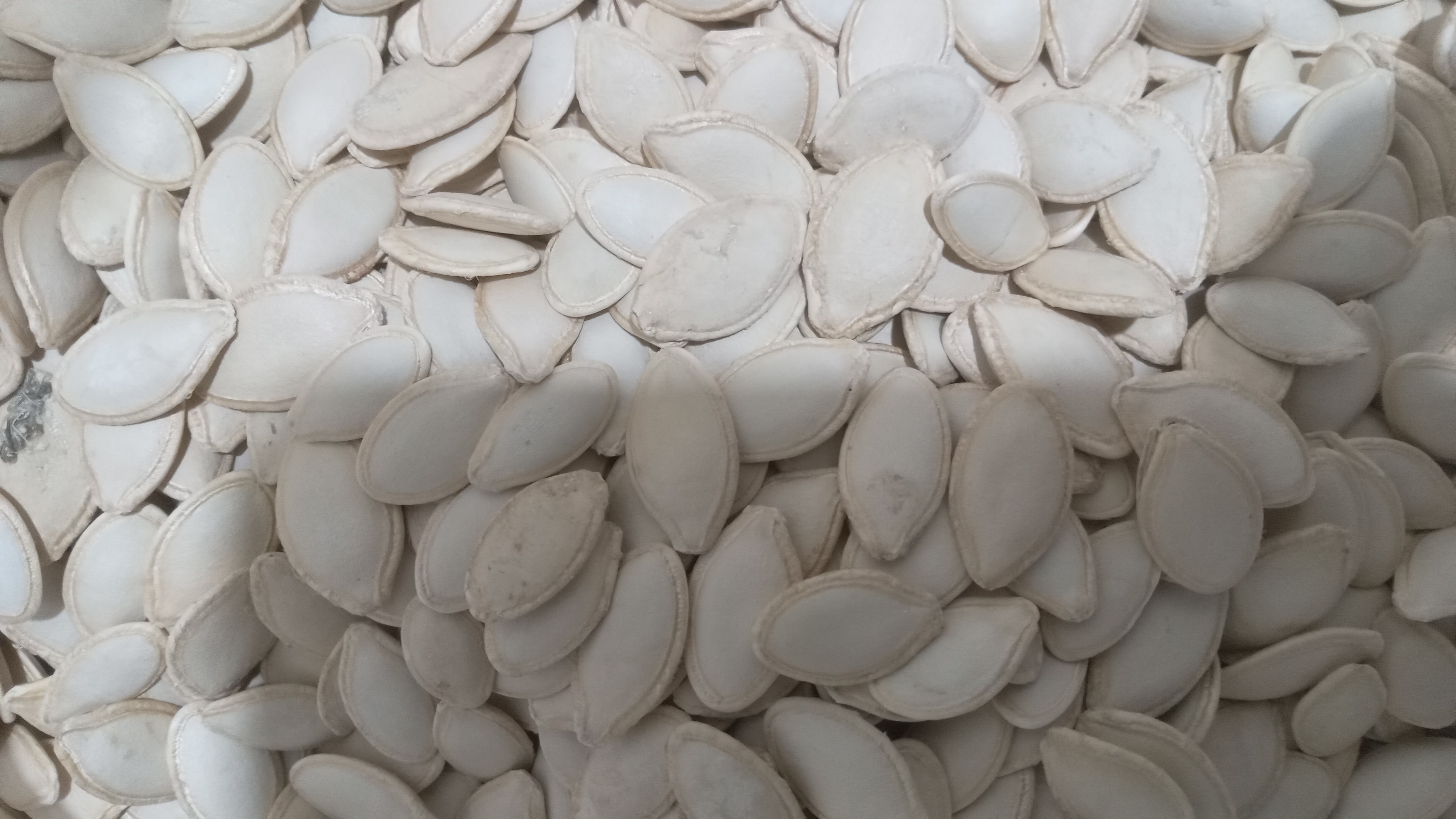 فروش تخمه کدو