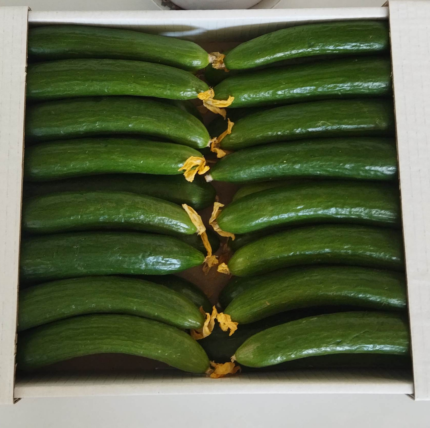 فروش خیار