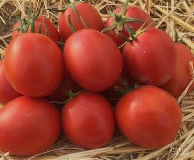 فروش گوجه فرنگی گرد صادراتی