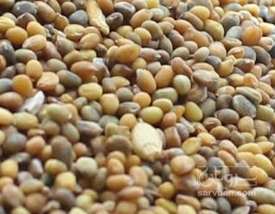 فروش منداب (گیاه‌ دارویی)