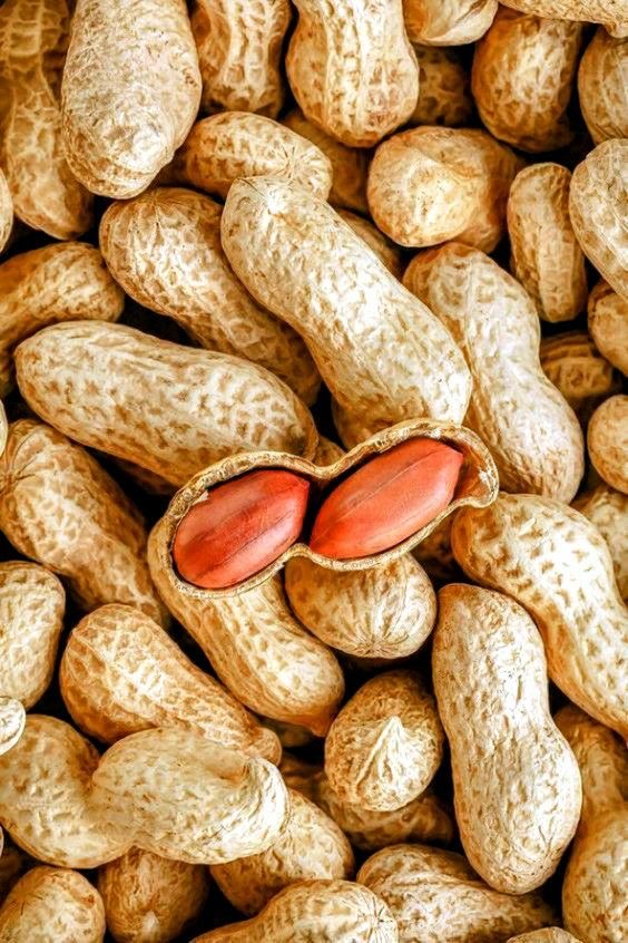 فروش بادام زمینی