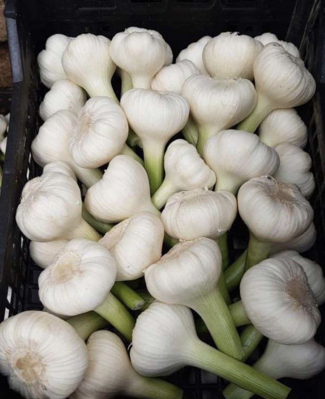 فروش سیر