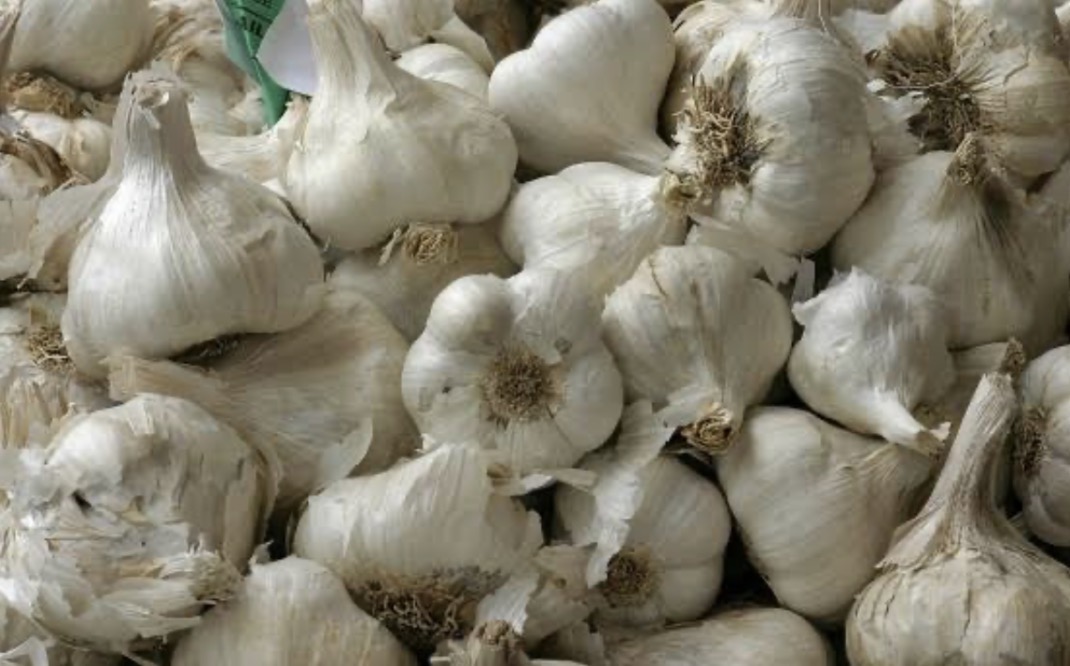 فروش سیر