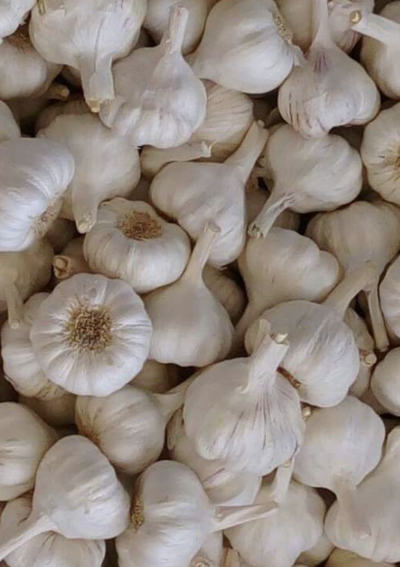 فروش سیر