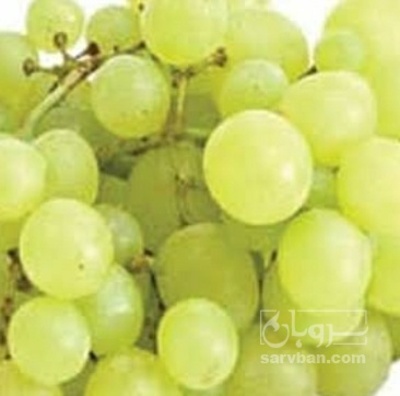 فروش انگور عسگری