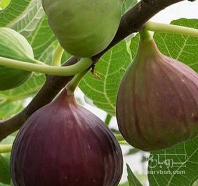 فروش انجیر