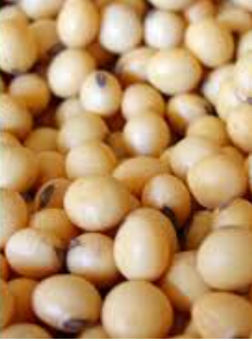 فروش سویا