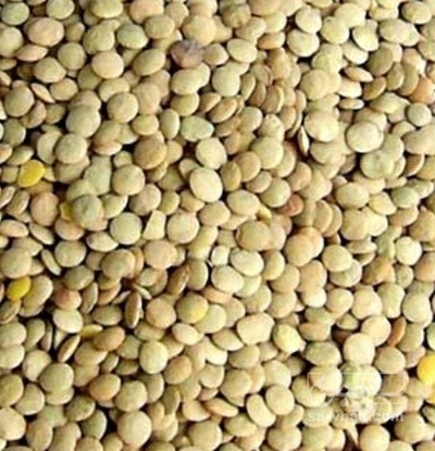 فروش عدس