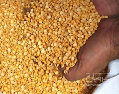 فروش نخود کفتری - لپه