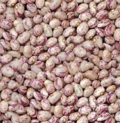 فروش لوبیا چیتی