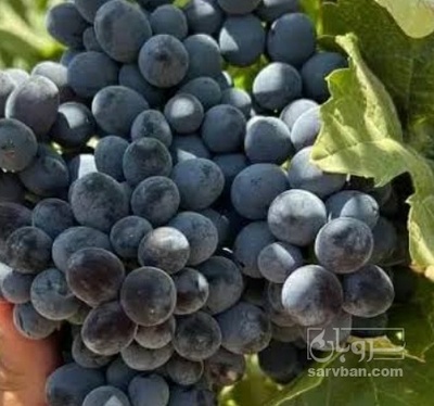 فروش انگور