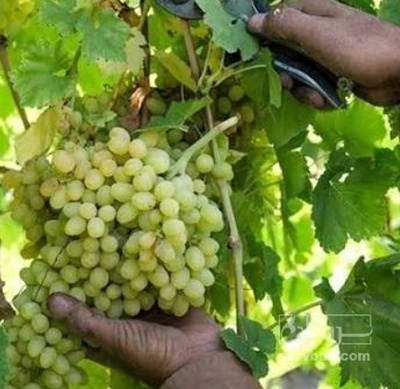 فروش انگور سبز