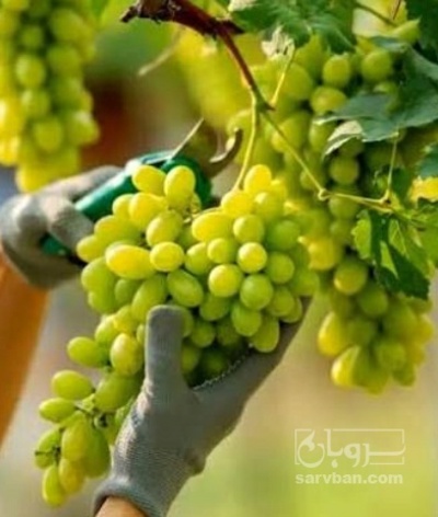 فروش انگور پیکامی