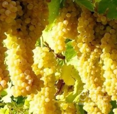 فروش انگور عسگری