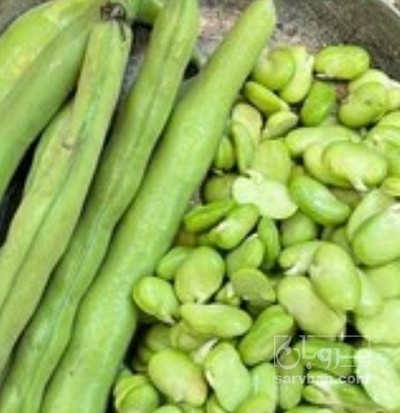 فروش باقلا تازه - باقالی - باقالا