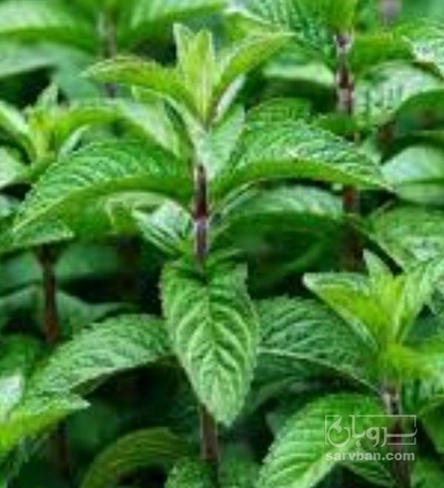 فروش نعناع موهیتو