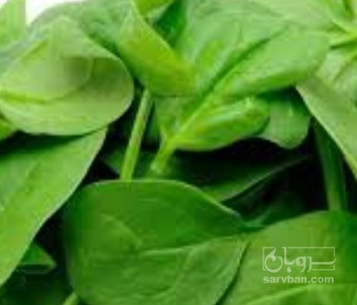 فروش اسفناج بیبی - بیبی اسفناج