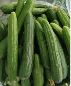 فروش پنبه