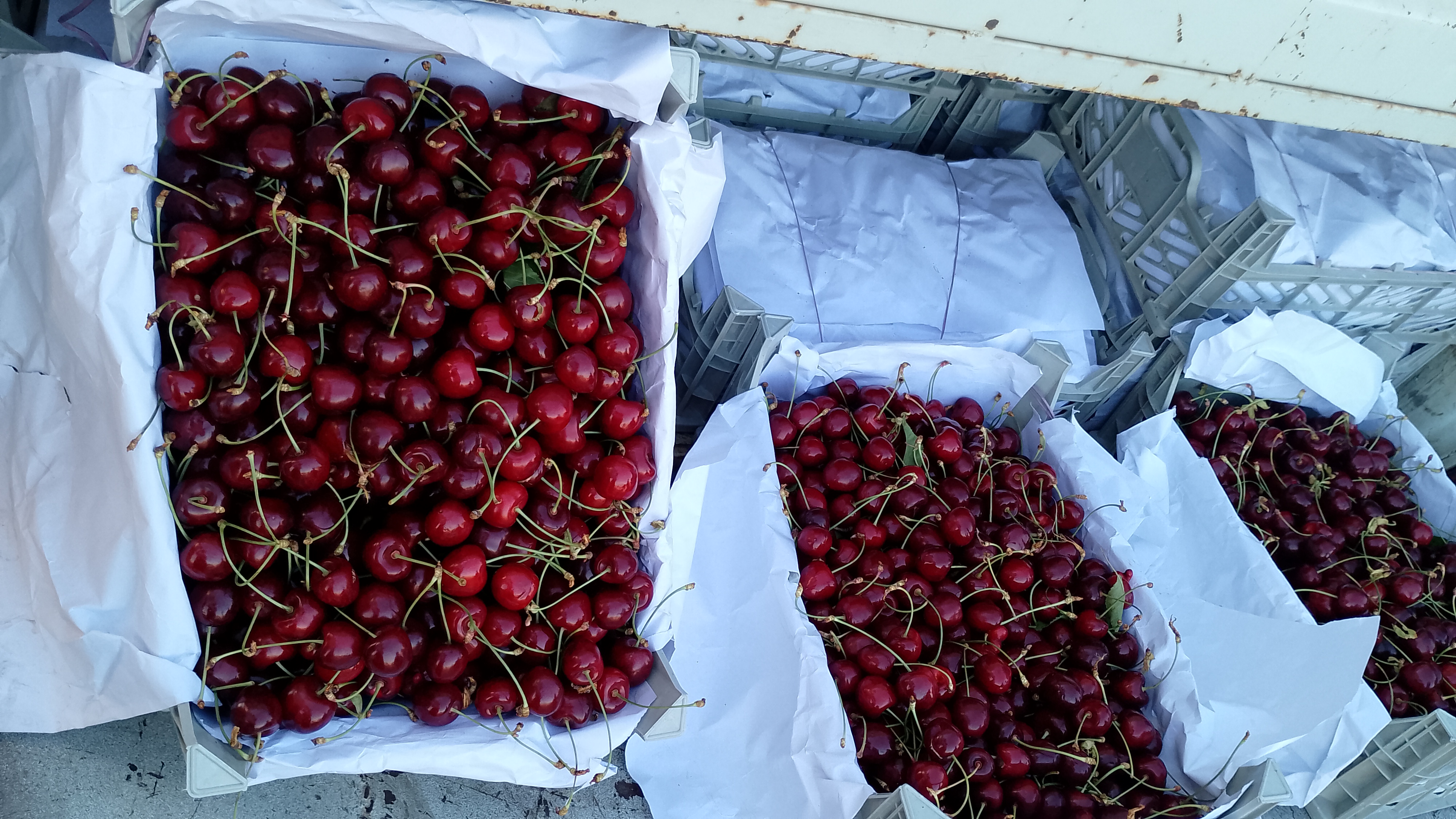 فروش گیلاس