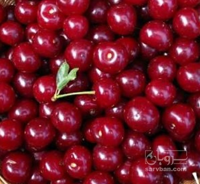 فروش آلبالو