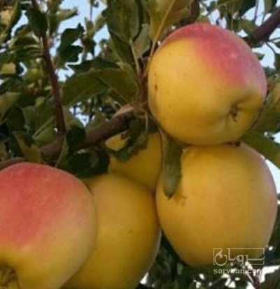 فروش سیب گالا