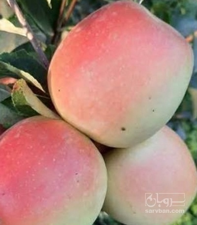 فروش سیب فرانسه