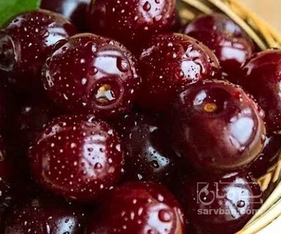 فروش آلبالو