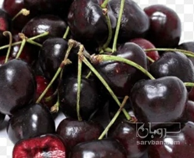فروش گیلاس